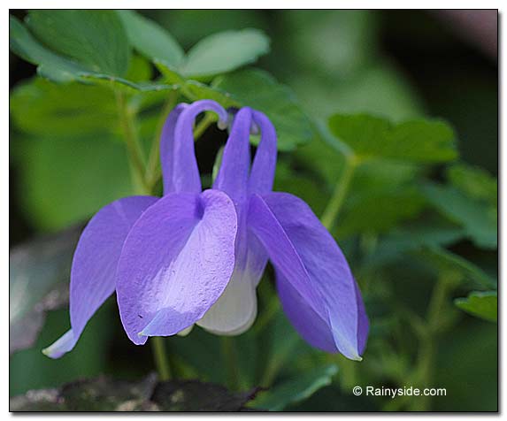 Blue columbine