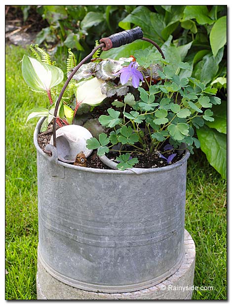 Galvanized bucket planter