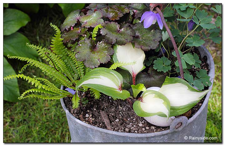 Hosta and columbine