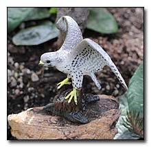 Hawk