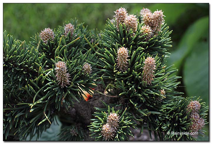 Mugo pine
