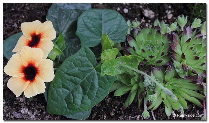 Black-eyed Susan and hen and chicks