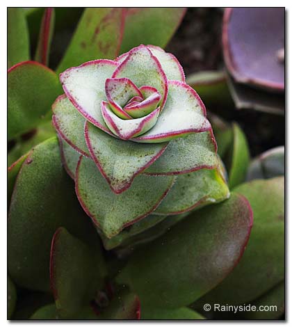 Crassula marnieriana Crassula marnieriana