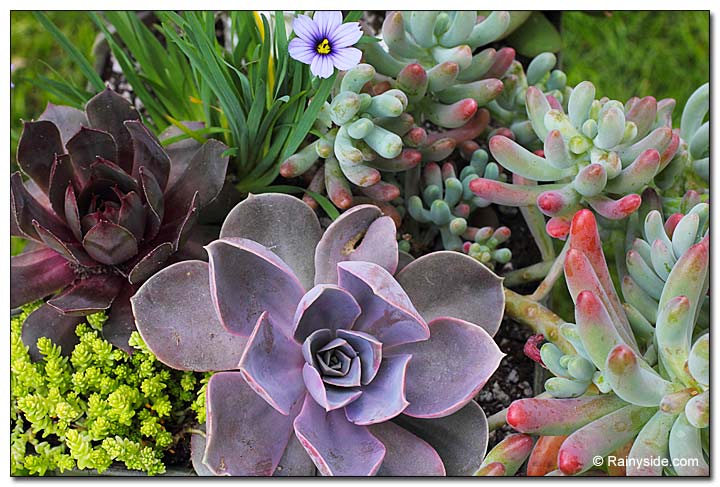 Assorted Succulents Assorted Succulents