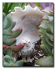Owl and Succulents Owl and Succulents