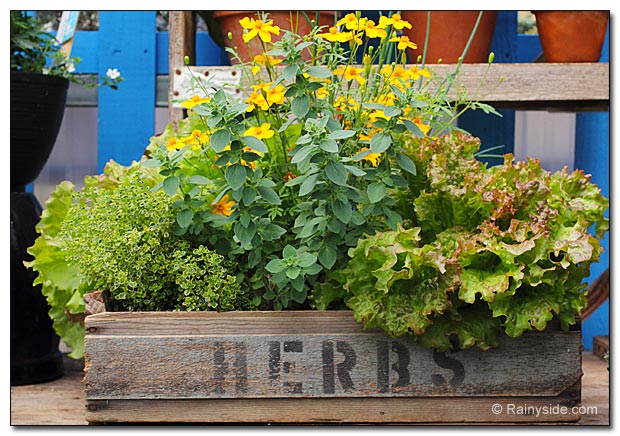 Herb Container