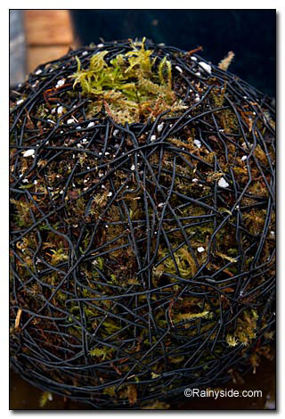 top with moss top with moss