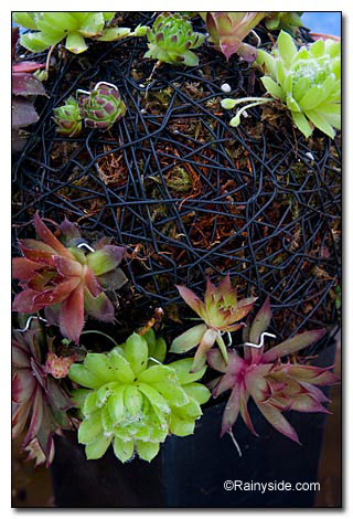 planting the chicks planting the chicks
