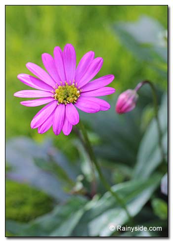 Brachyscome 'Radiant Magenta'