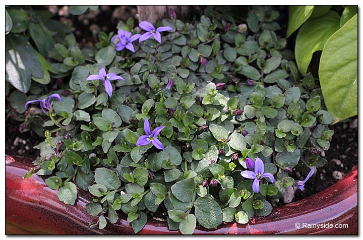 Isotoma fluviatilis'Dark Blue'