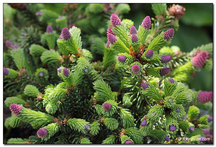 Picea abies 'Acrocona Pusch'