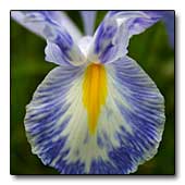 Dutch iris