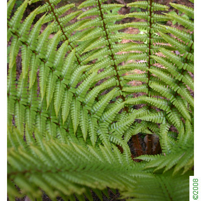 Wallich's fern