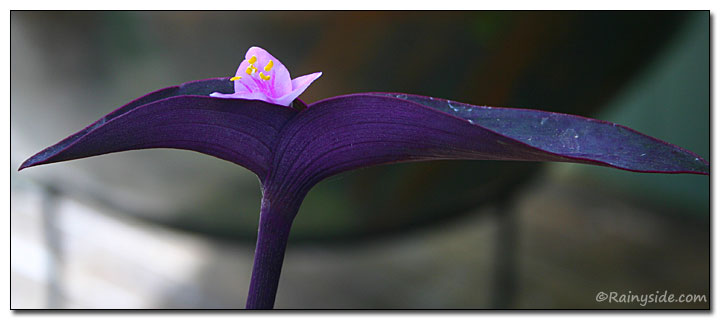 Setcreasea pallida flower