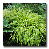 Japanese forest grass foliage