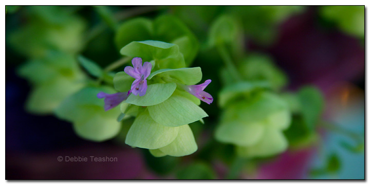 Bracts and flowers