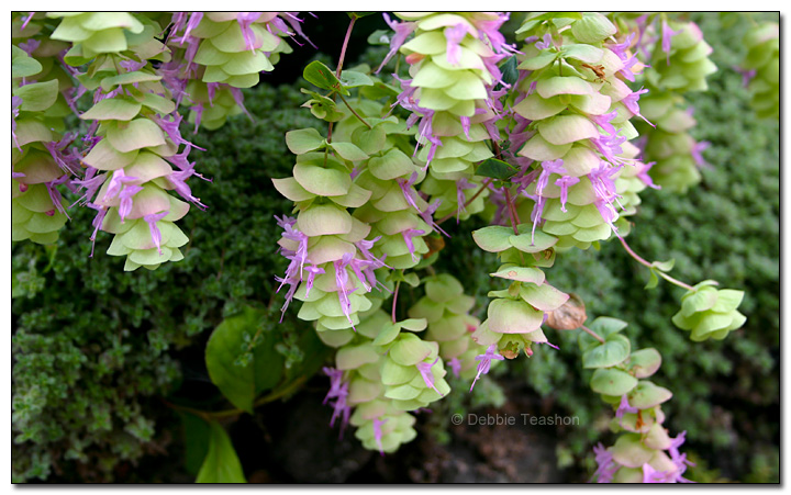 Ornamental oregano 'Barbara Tingey'