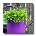 Purple Watering Can