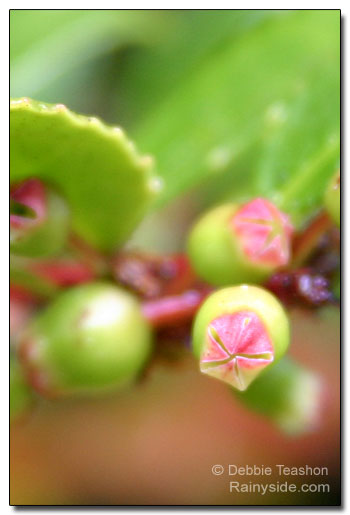 Vaccinium ovatum unripe berry