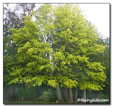 big leaf maple