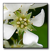 Inside the Ameelanchier flower