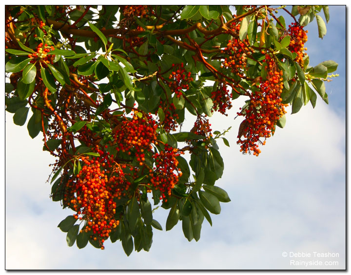 Madrone berries