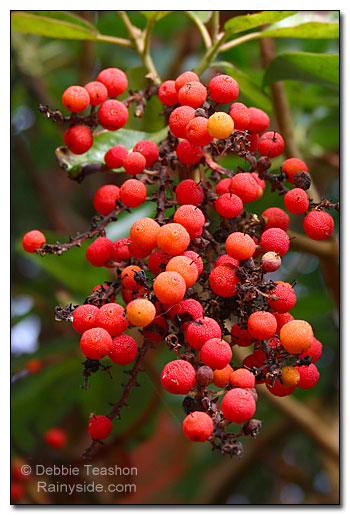 Madrona berries