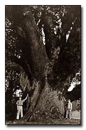 largest arbutus tree on record
