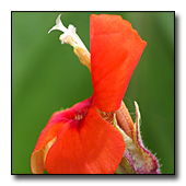 Mimulus cardinalis - scarlet monkey flower
