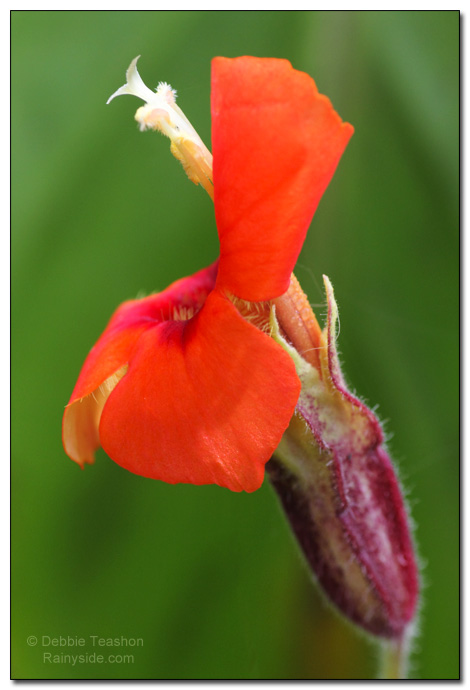 Mimulus cardinalis - scarlet monkey flower