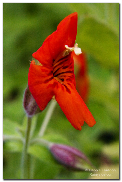 Mimulus flower