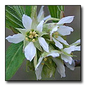 Oemleria cerasiformis Flower