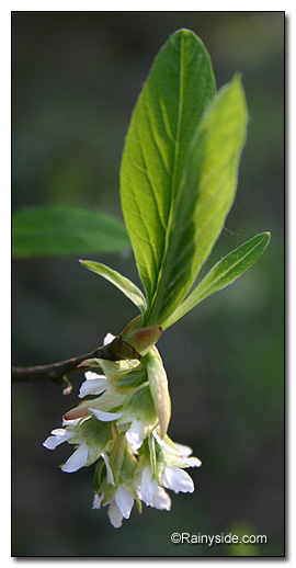 Osoberry flowers and leaves