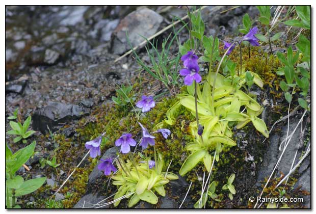 Pinguicula vulgaris growing on a gravelly seepage.