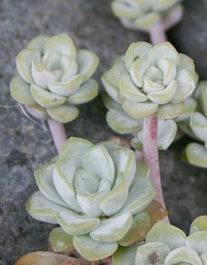gray rosettes of Sedum spathulifolium 'Cape Blanco'