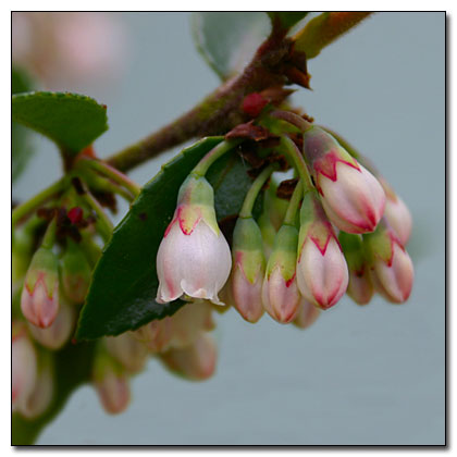huckleberry flower