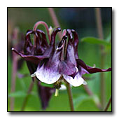William Guiness Aquilegia Columbine Flower Seeds – Perennial, Fresh Harvest – Zones 3-9 – 25+ Seeds