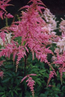 False spirea