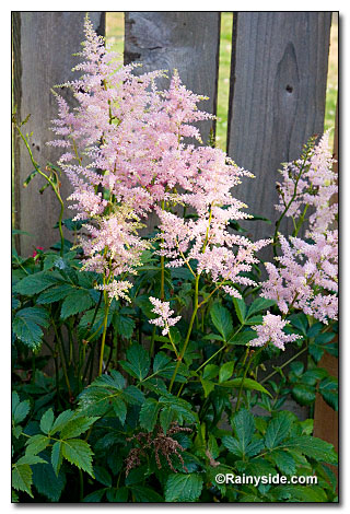 astilbe astilbe