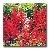 Astilbes Astilbes