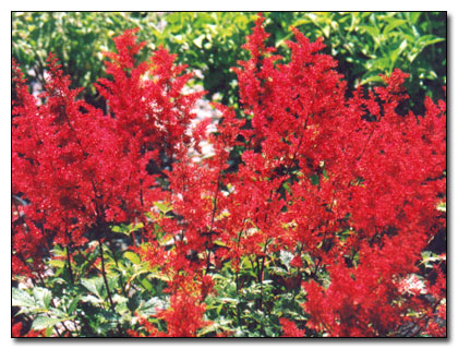 Astilbe flowers