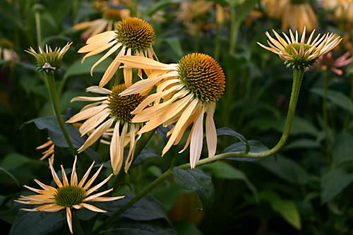 Echinacea 'Harvest Moon'