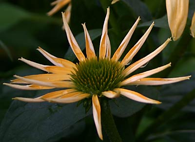 Echinacea 'Harvest Moon'