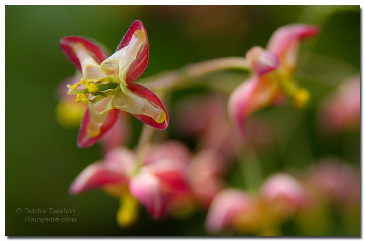 Epimedium flower