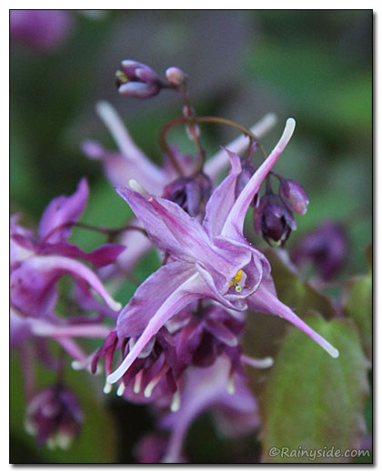 Epimedium 'Lilafee' Flowers