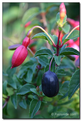 Fuchsia 'Pat's Dream' berries