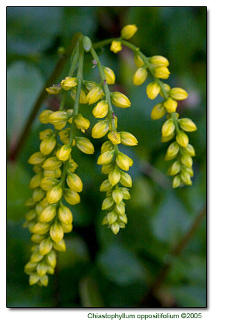 Umbilicus oppositifolium Umbilicus oppositifolium