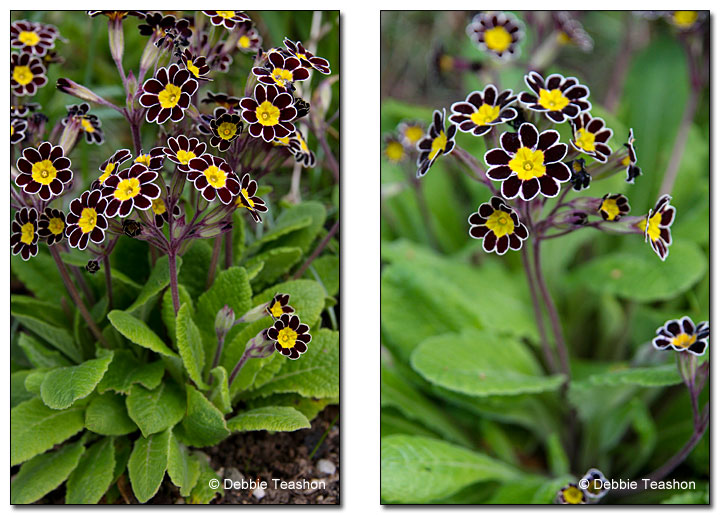 Primula 'Penumbra' Primula 'Penumbra'