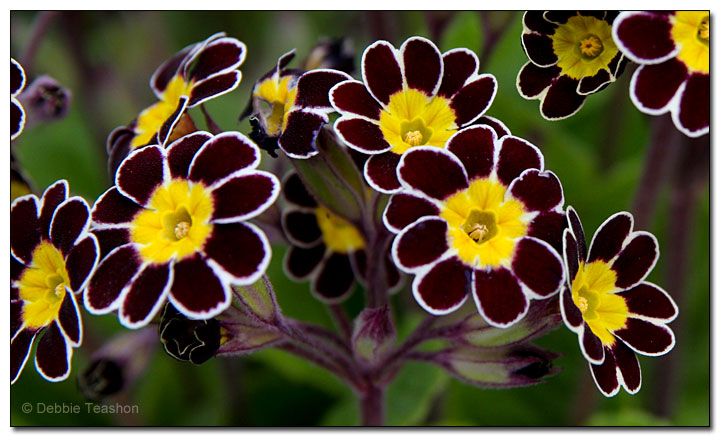 Primula 'Penumbra' Primula 'Penumbra'