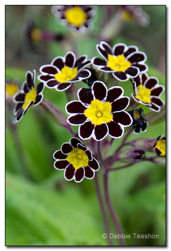 Primula 'Penumbra' Primula 'Penumbra'